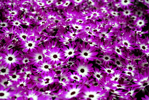 611910 (a): :2300x1544